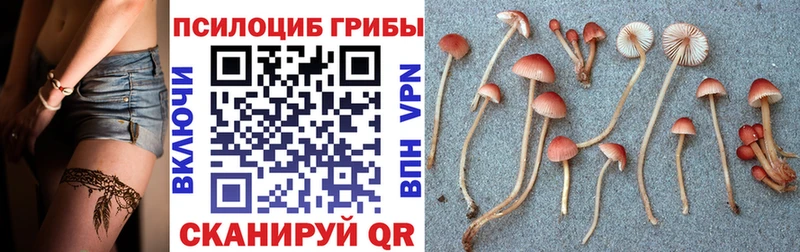 Купить закладки  Кинешма  Галлюциногенные грибы Cubensis 